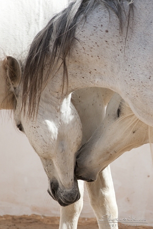 Pferde in Tunesien